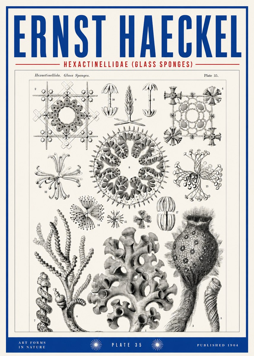 Ernst Haeckel Hexactinellida. Glass Sponges. No3 - Poster