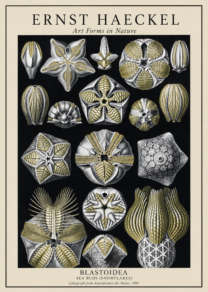 Ernst Haeckel Blastoidea Sea Buds (Snowflakes) No1 - Poster