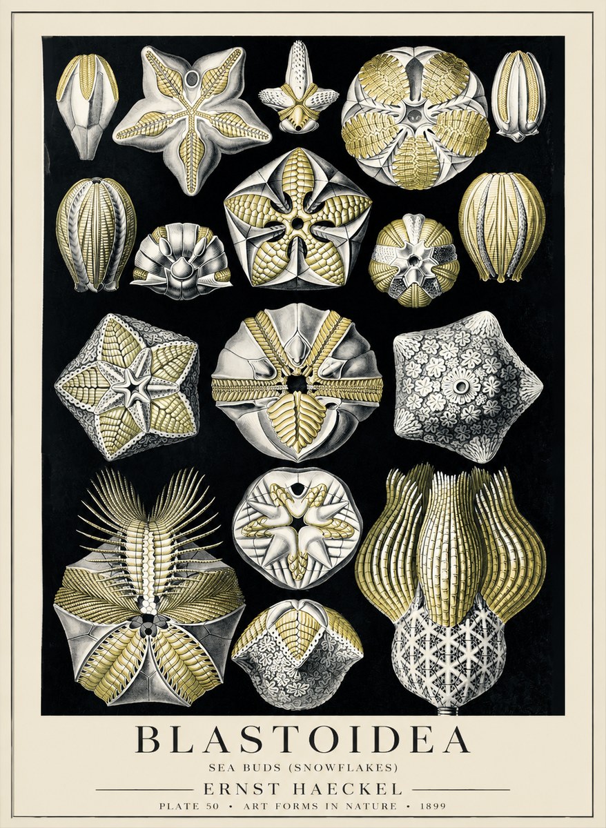 Ernst Haeckel Blastoidea Sea Buds (Snowflakes) No5 - Poster