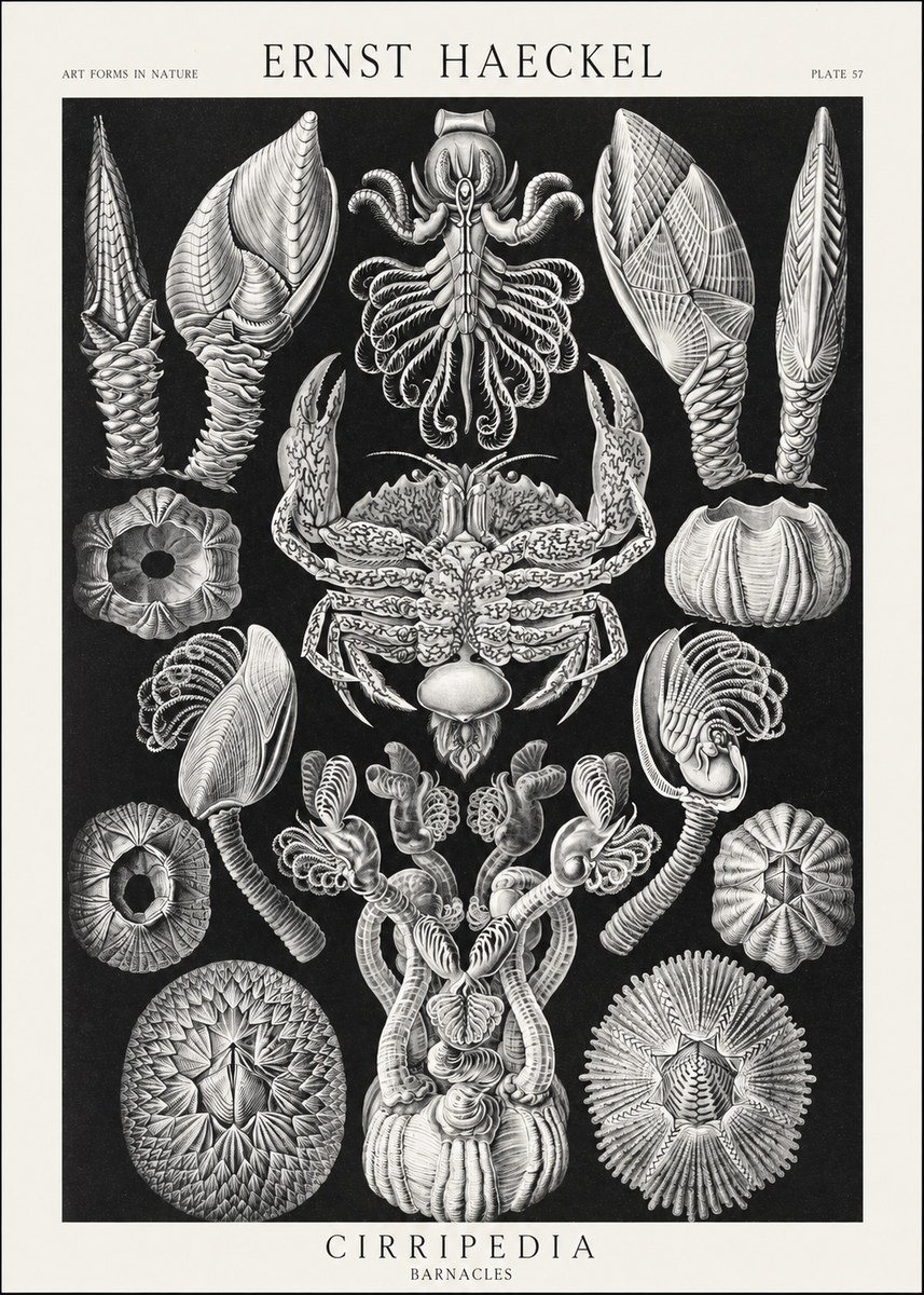Ernst Haeckel Cirripedia Barnacles No3 - Poster