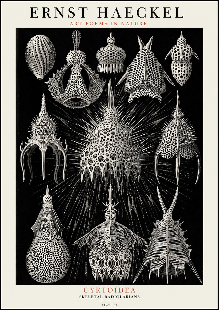 Ernst Haeckel Cyrtoidea - Starry Radiolarians No4 - Poster