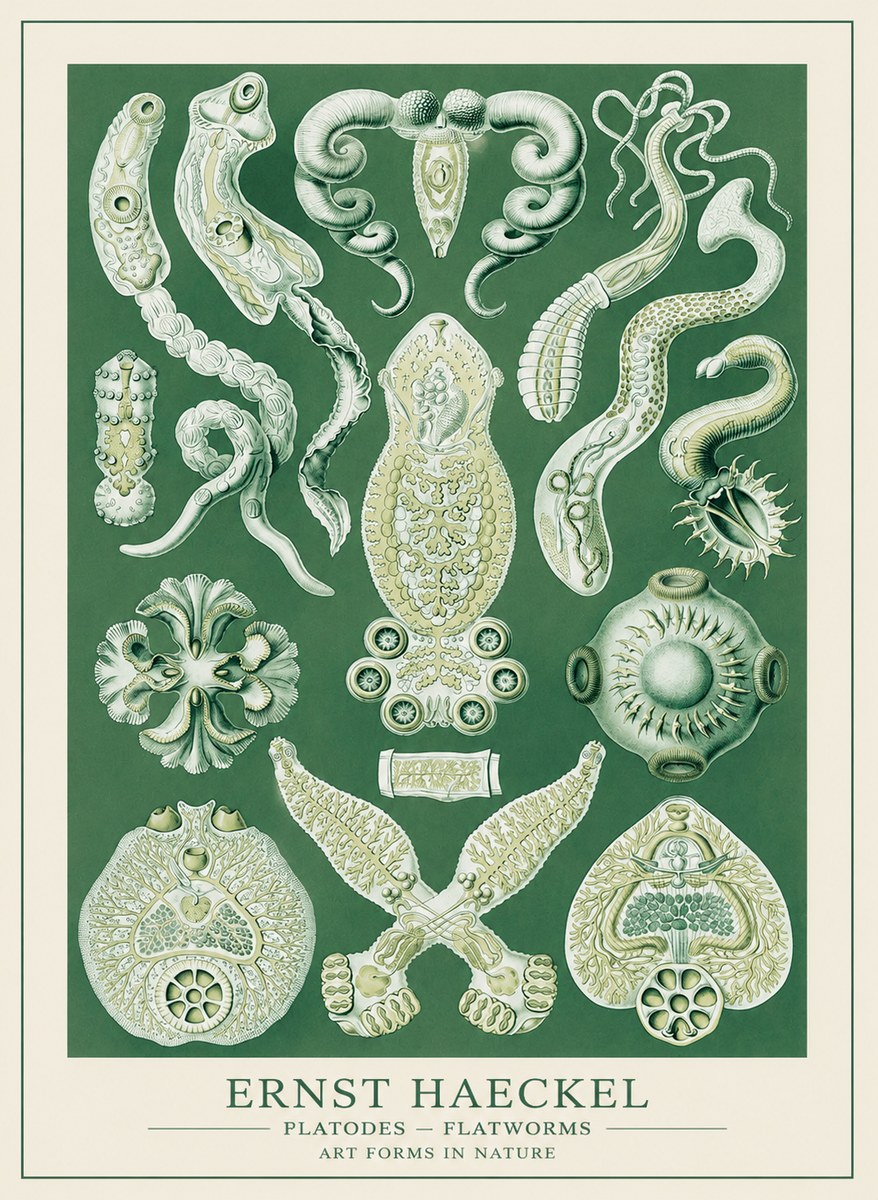 Ernst Haeckel Platodes – Flatworms No3 - Poster
