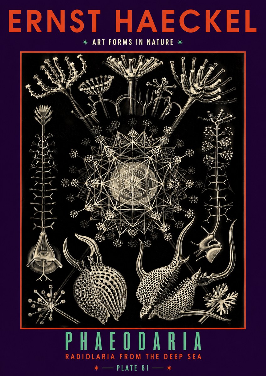 Ernst Haeckel Phaeodaria Radiolarians - Plate 61 No6 - Poster