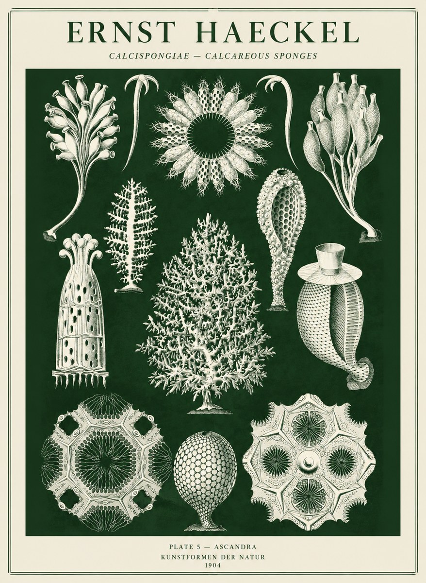 Ernst Haeckel Calcispongiae - Calcisponiges - Plate 5 - Asconia No5 - Poster