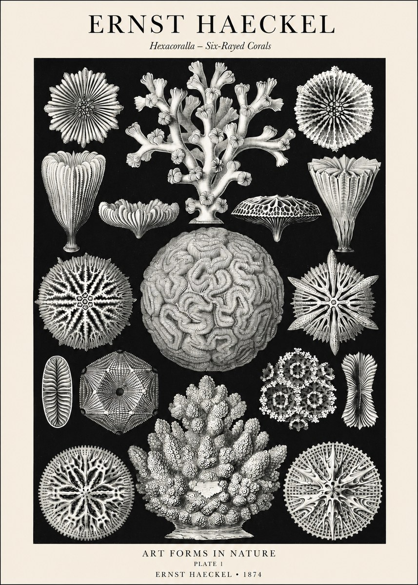 Ernst Haeckel Hexacoralla – Six-rayed Corals No1 - Poster