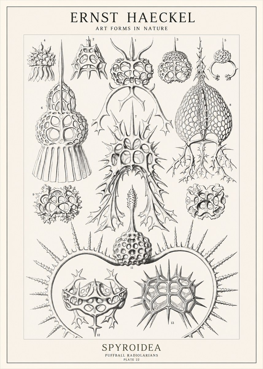 Ernst Haeckel Spyroidea - Puffball Radiolarians - Plate 22 No1 - Poster