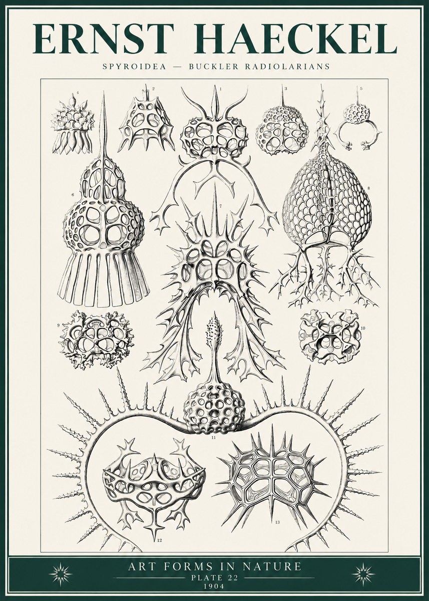 Ernst Haeckel Spyroidea - Puffball Radiolarians - Plate 22 No6 - Poster