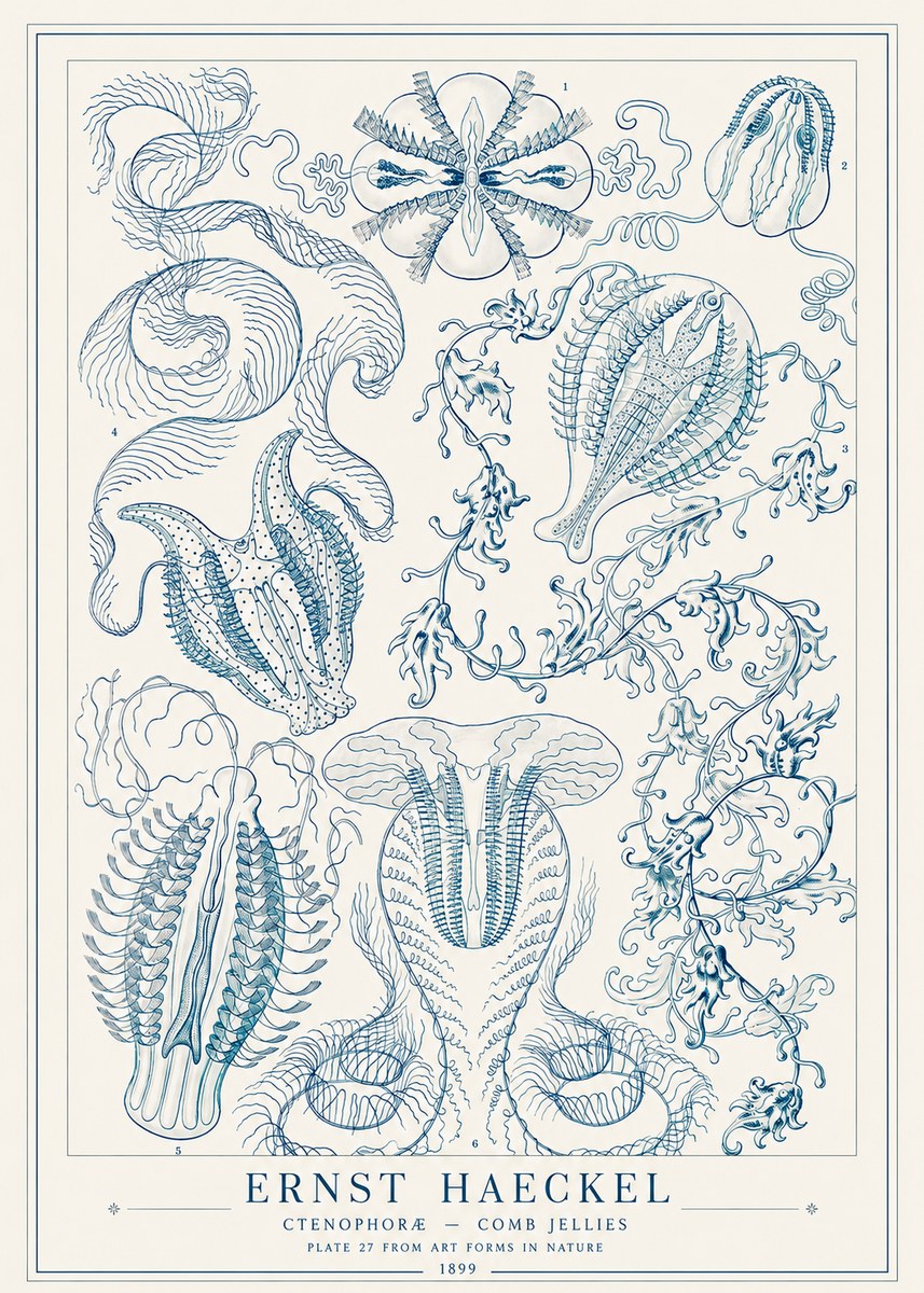 Ernst Haeckel Ctenophoræ – Comb Jellies No1 - Poster