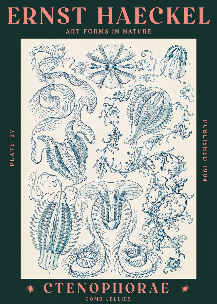 Ernst Haeckel Ctenophoræ – Comb Jellies No3 - Poster
