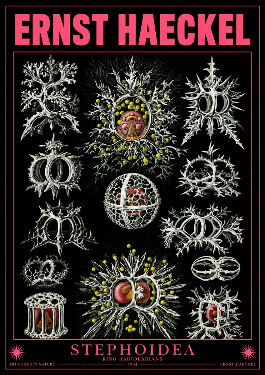 Ernst Haeckel Stephoidea No4 - Poster