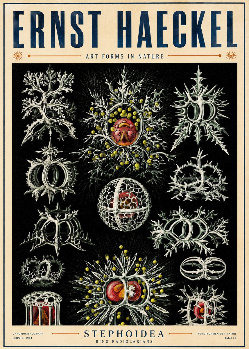 Ernst Haeckel Stephoidea No5 - Poster