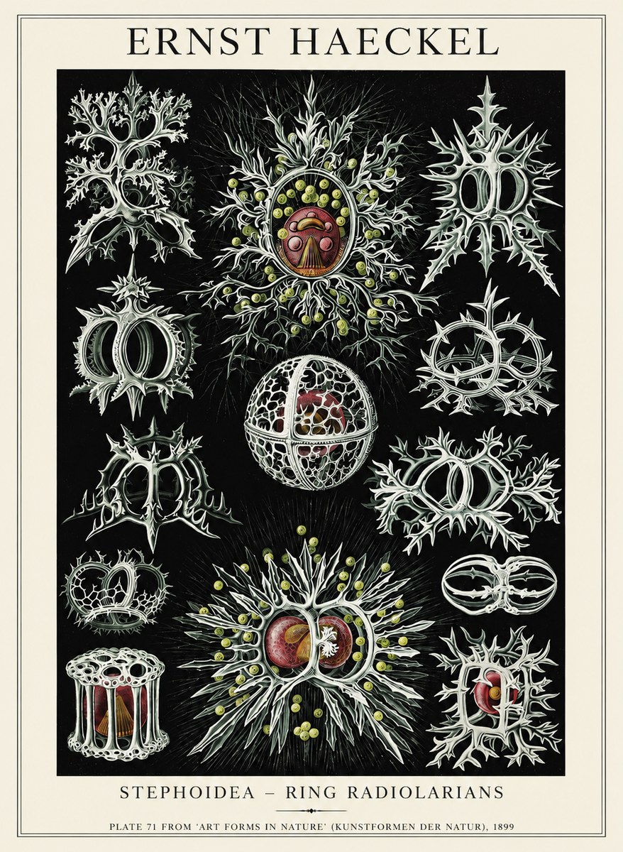 Ernst Haeckel Stephoidea No6 - Poster
