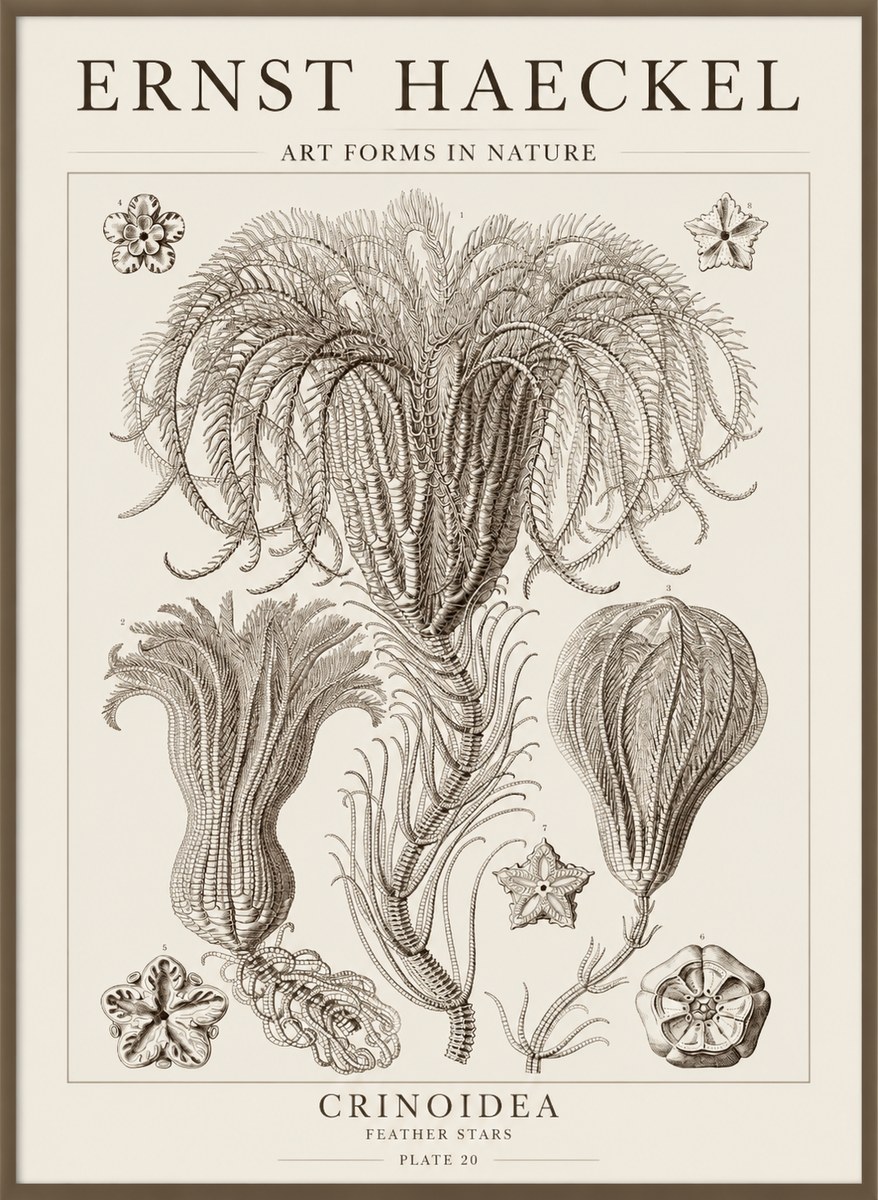Ernst Haeckel Crinoidea - Palm Lilies No5 - Poster