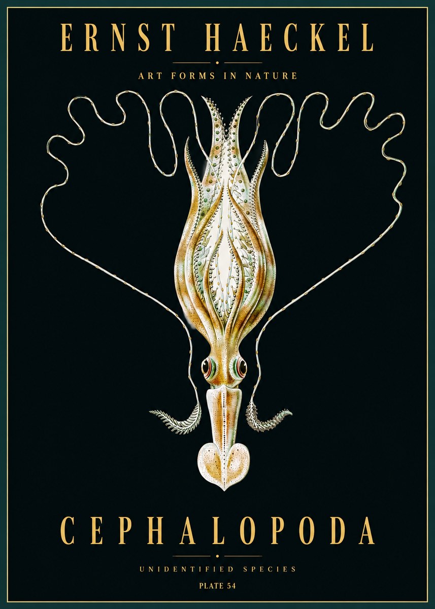 Ernst Haeckel Teuthis Pelagica No5 - Poster