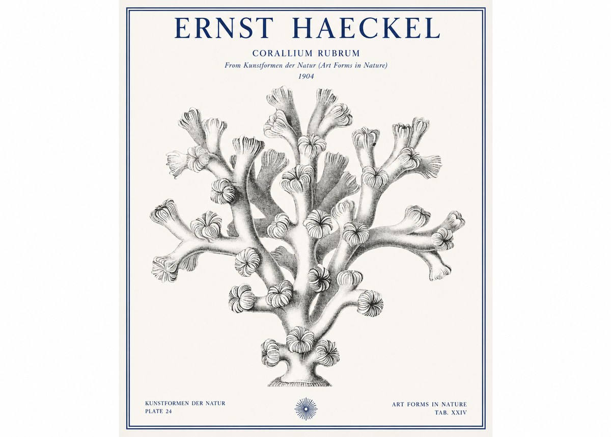 Ernst Haeckel Corallium Rubrum II No1 - Poster
