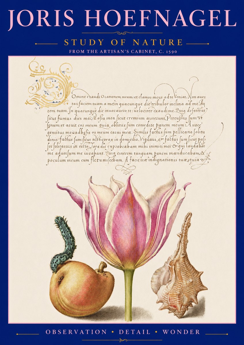 Joris Hoefnagel Tulip, Peach, Caterpillar & Seashell No3 - Poster