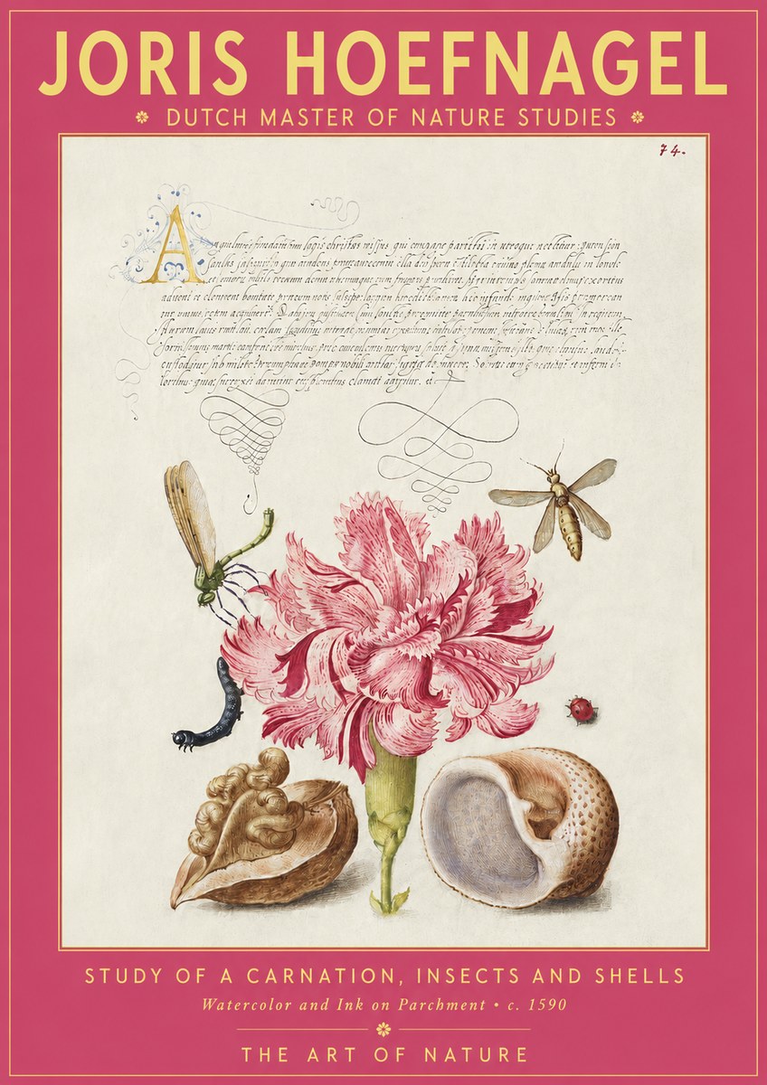 Joris Hoefnagel Study of a Carnation, Insects and Shells No2 - Poster