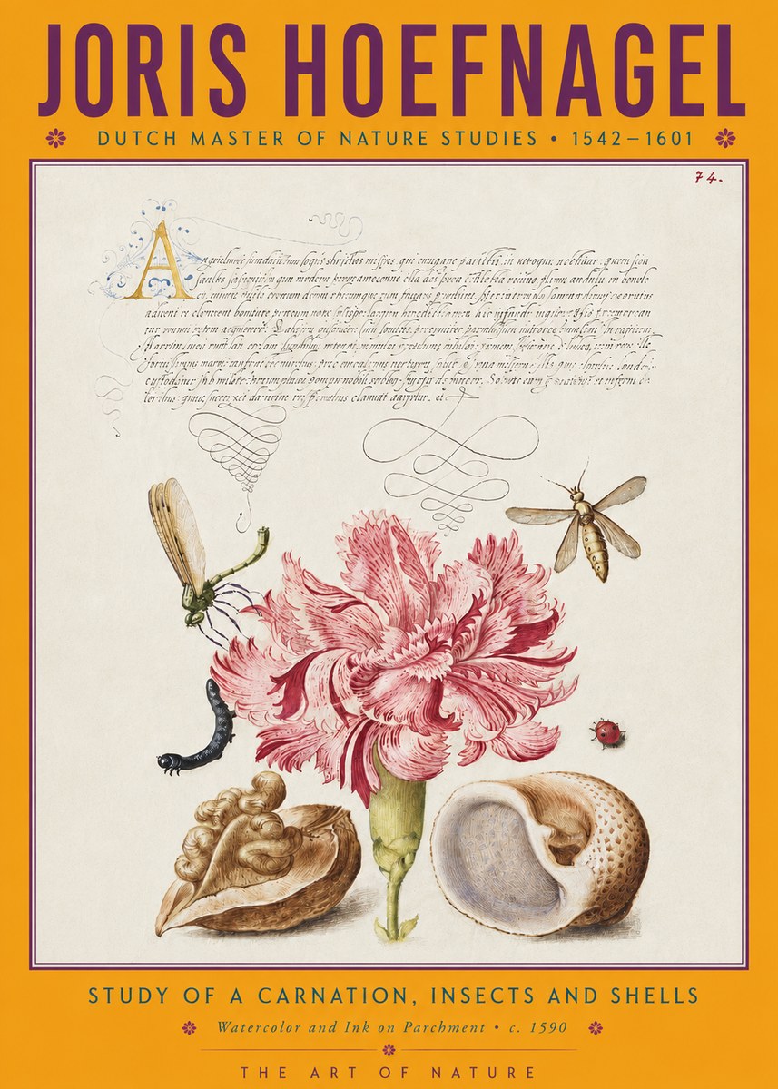 Joris Hoefnagel Study of a Carnation, Insects and Shells No4 - Poster