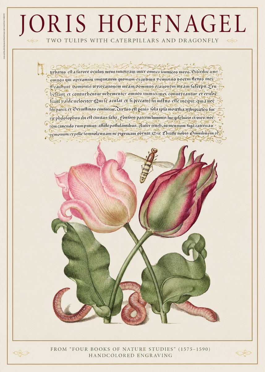 Joris Hoefnagel Two Tulips with Caterpillars and Dragonfly No1 - Poster