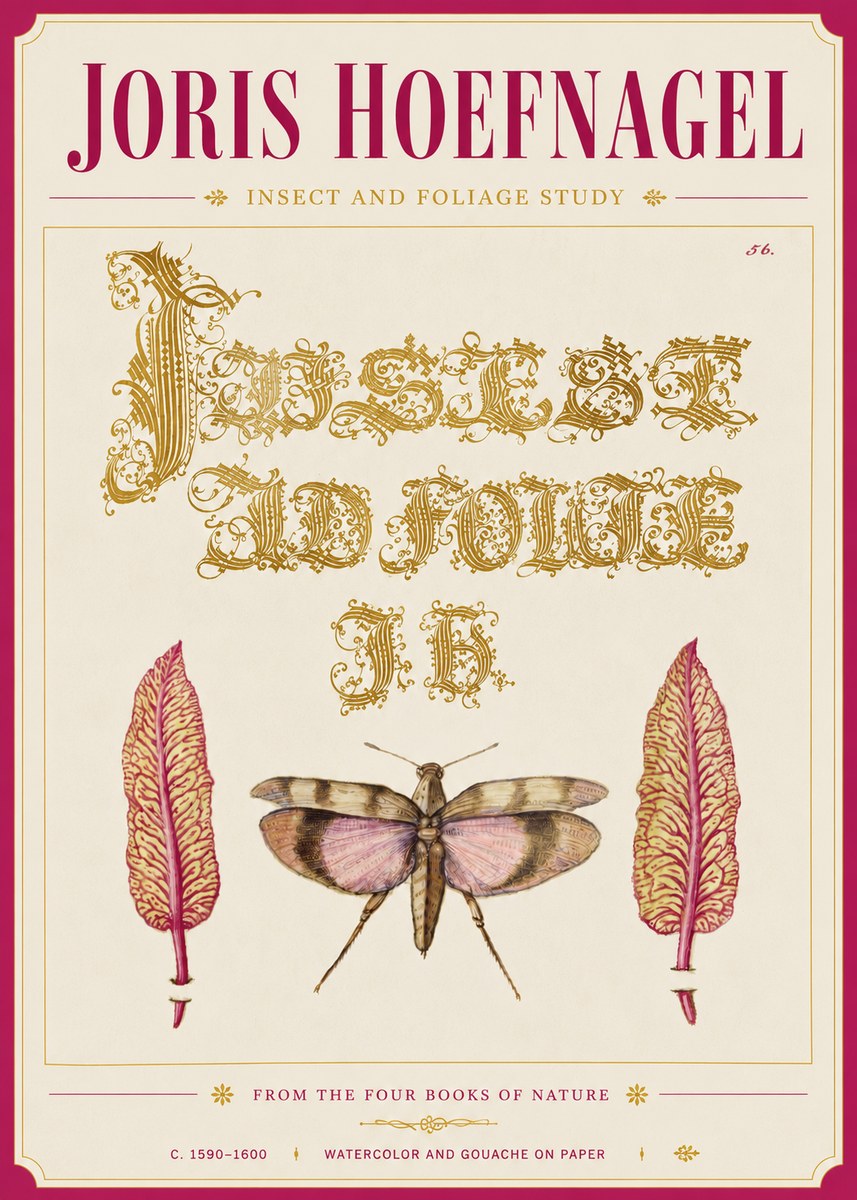 Joris Hoefnagel Insect and Foliage Study No6 - Poster