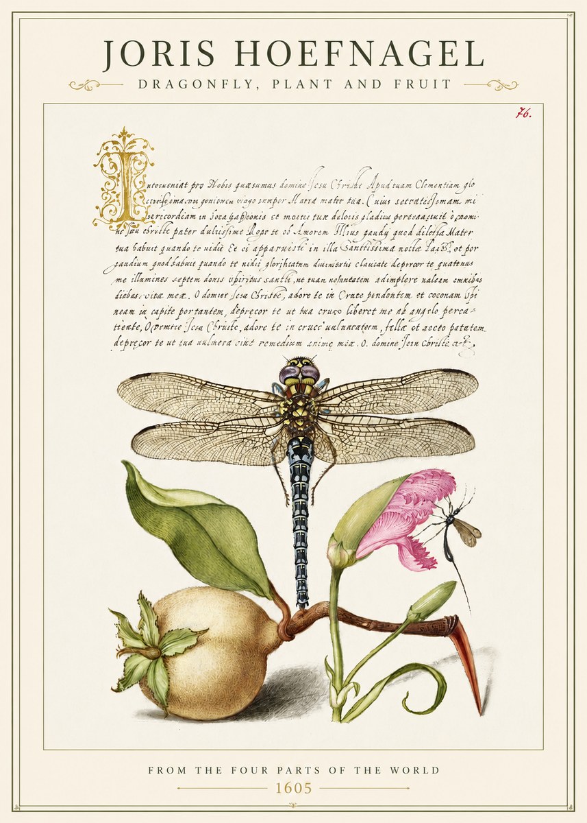 Joris Hoefnagel Dragonfly, Plant and Fruit No1 - Poster