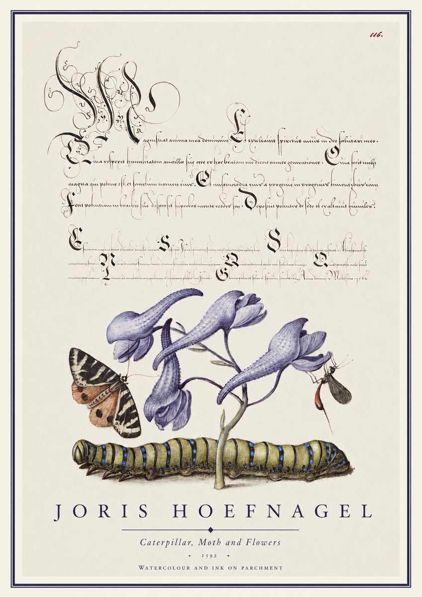 Joris Hoefnagel Caterpillar, Moth and Flowers No1 - Poster