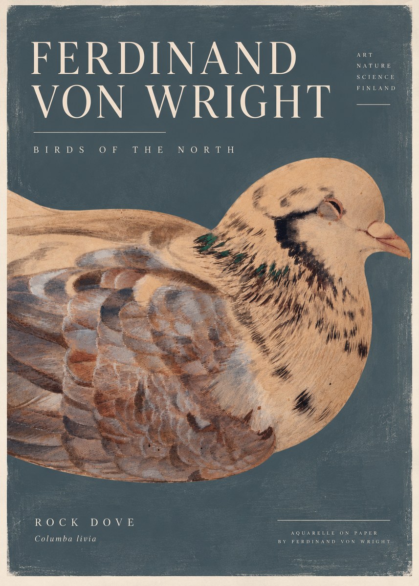 Ferdinand von Wright Turtle Dove Study No5 - Poster