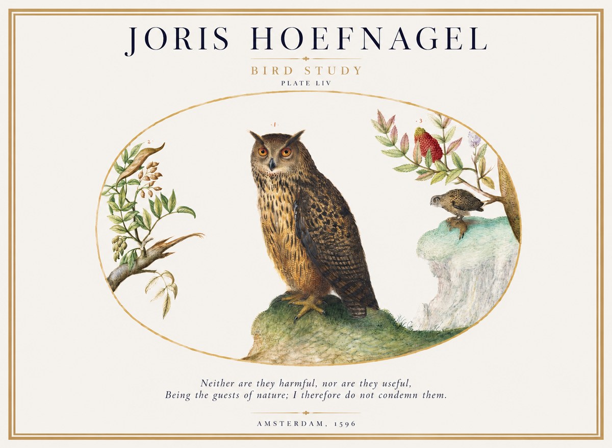 Joris Hoefnagel Bird Study Plate Liv No1 - Poster