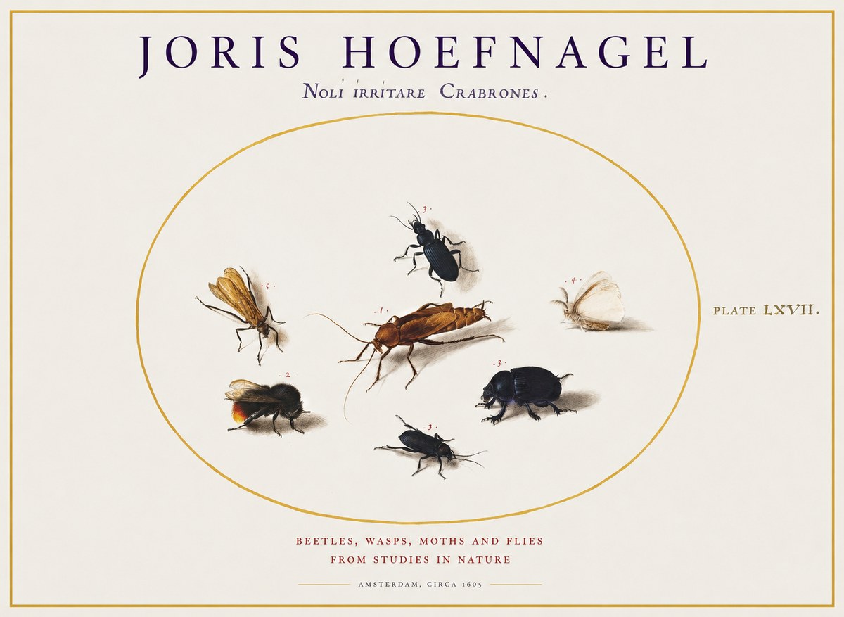 Joris Hoefnagel Scarabeus Aqvilä Qvaerit. No2 - Poster