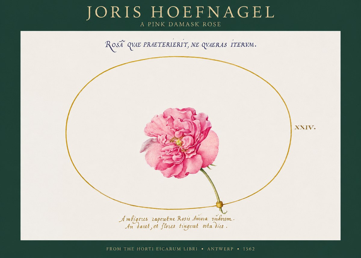 Joris Hoefnagel A Pink Damask Rose No1 - Poster