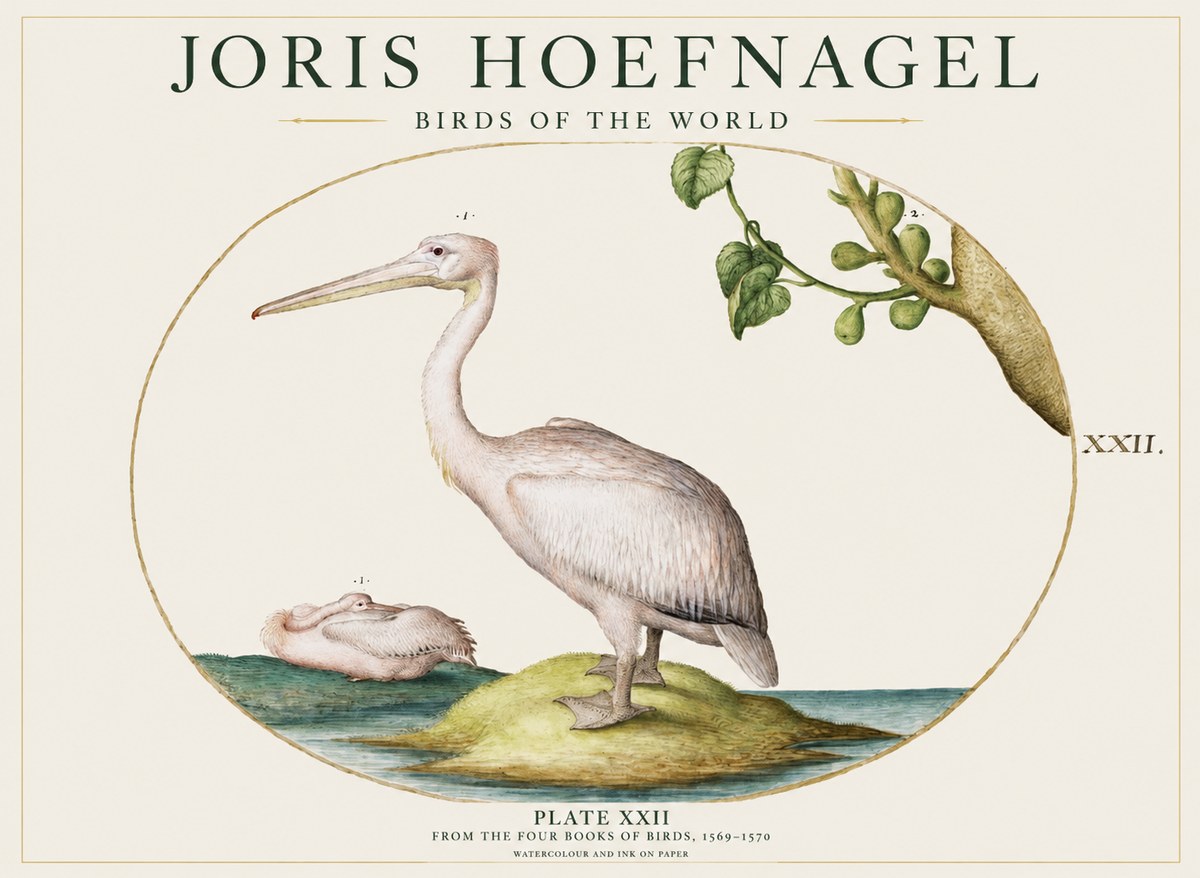 Joris Hoefnagel Plate Xxii No1 - Poster