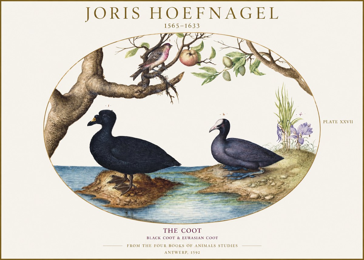 Joris Hoefnagel The Coot No1 - Poster