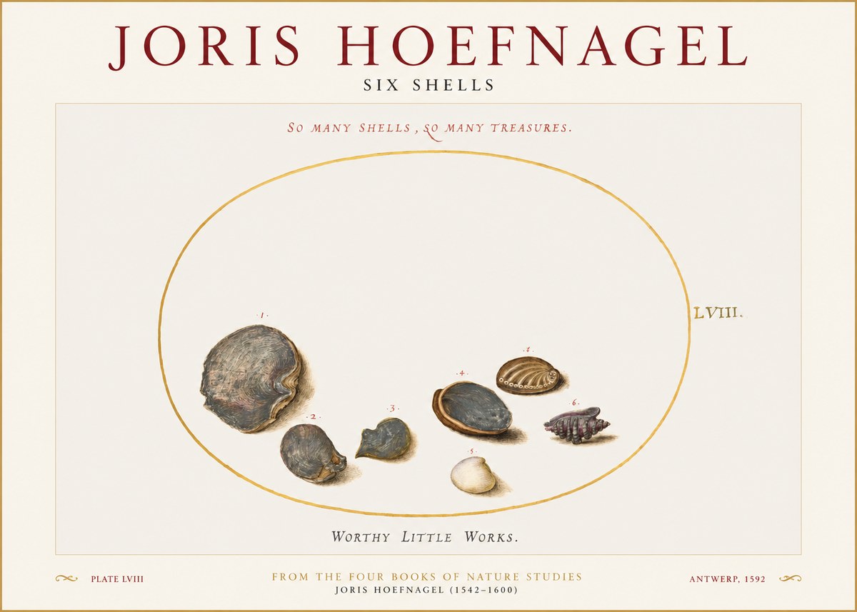 Joris Hoefnagel Six Shells No1 - Poster