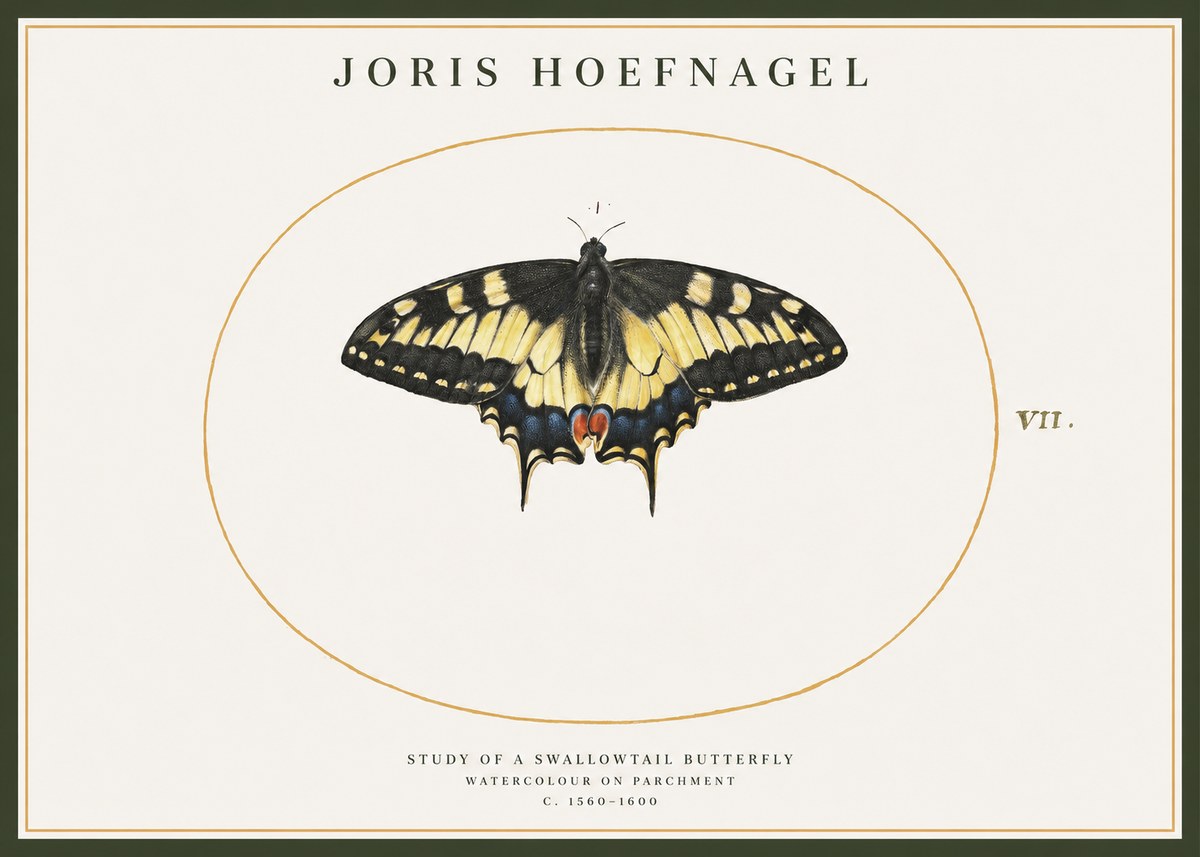 Joris Hoefnagel Study of a Swallowtail Butterfly No1 - Poster