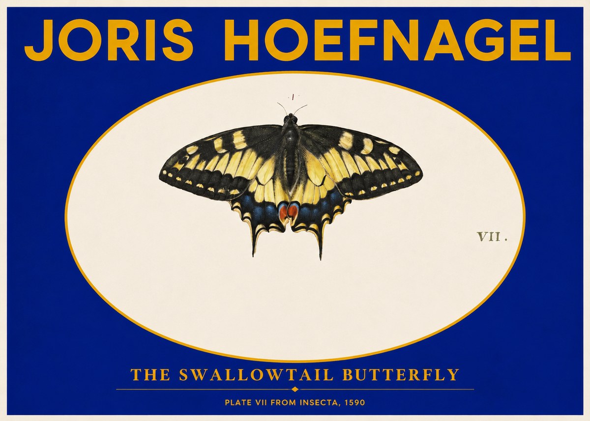 Joris Hoefnagel Study of a Swallowtail Butterfly No6 - Poster