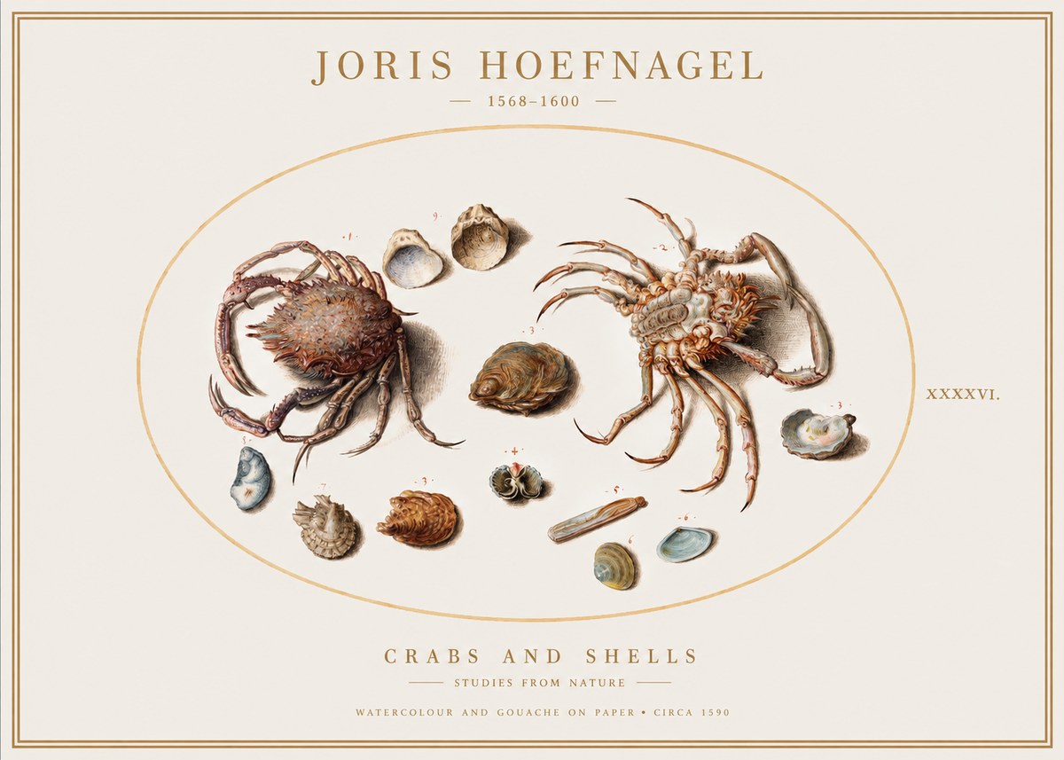 Joris Hoefnagel Crabs and Shells - Studies from Nature No1 - Poster