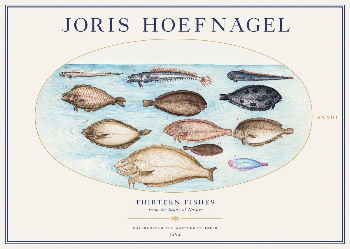 Joris Hoefnagel Thirteen Fishes from the Study of Nature No1 - Poster