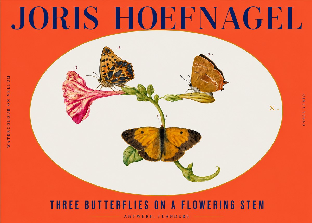 Joris Hoefnagel Three Butterflies on a Flowering Stem No3 - Poster