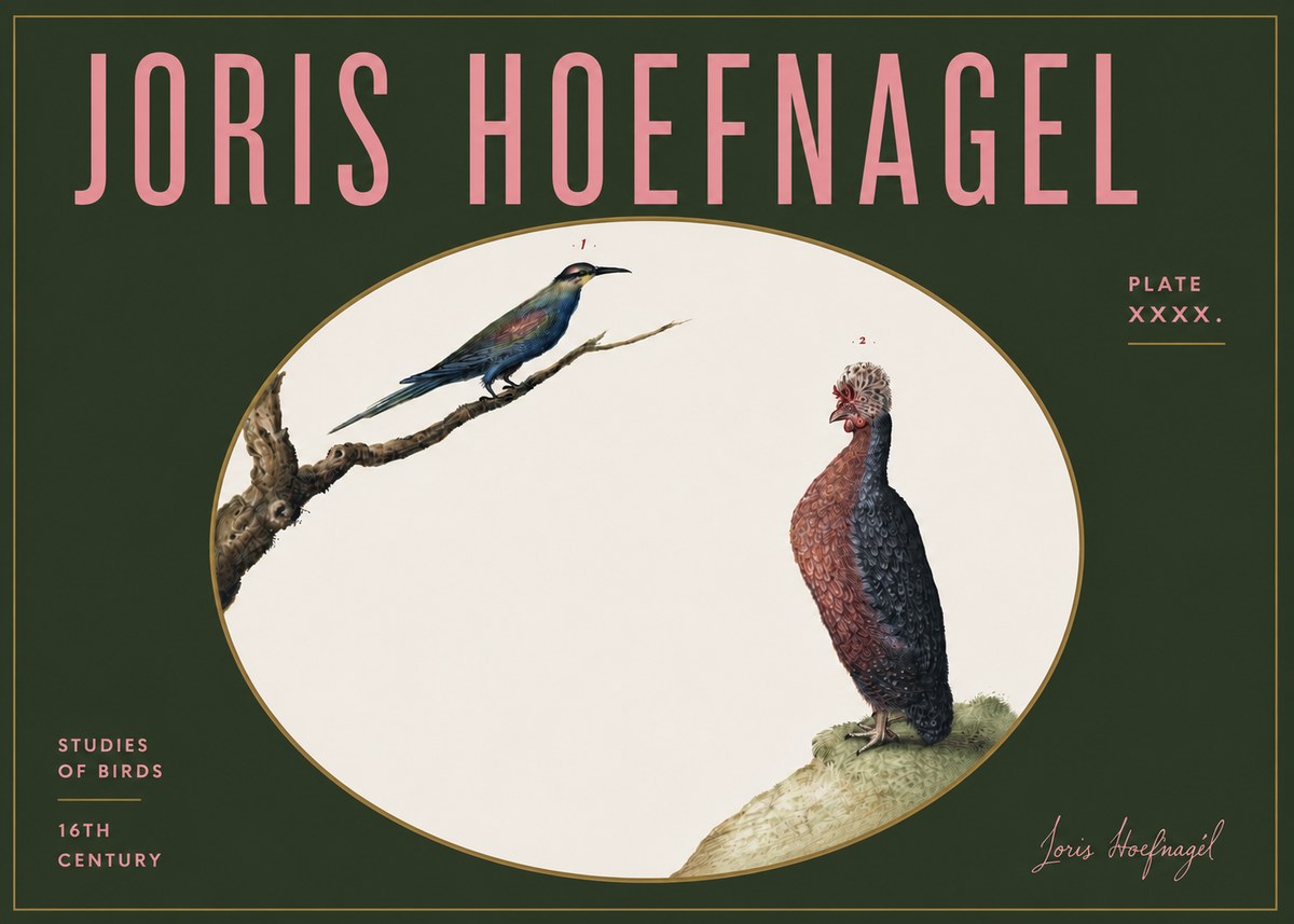 Joris Hoefnagel Studies of Birds I No5 - Poster