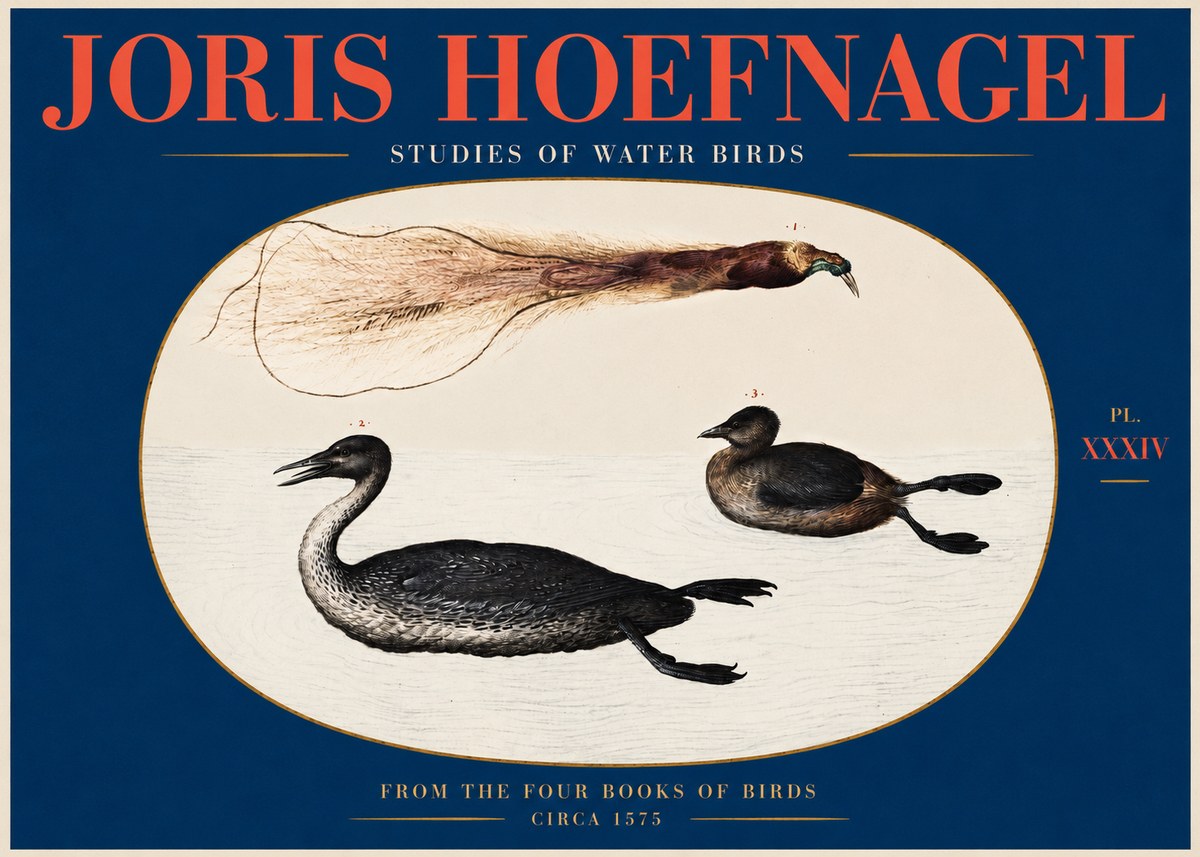 Joris Hoefnagel Studies of Water Birds No2 - Poster