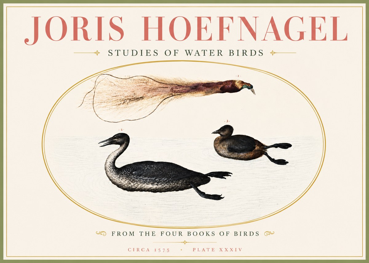 Joris Hoefnagel Studies of Water Birds No4 - Poster