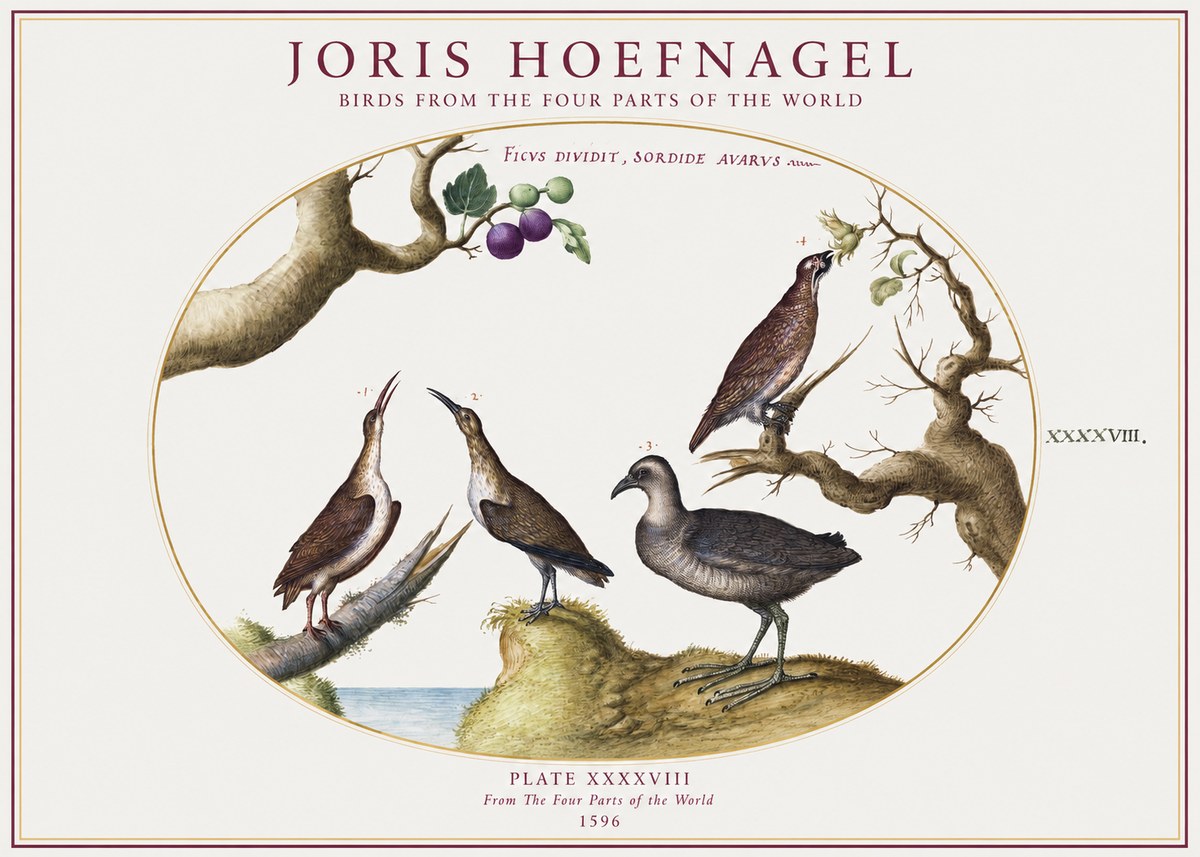 Joris Hoefnagel Birds from the Four Parts of the World No1 - Poster