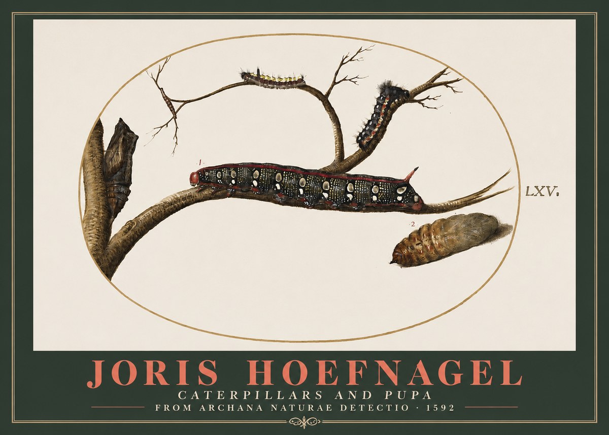 Joris Hoefnagel Caterpillars and Pupa No2 - Poster