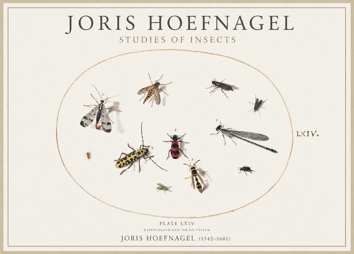 Joris Hoefnagel Studies of Insects - Plate Lxiv No4 - Poster