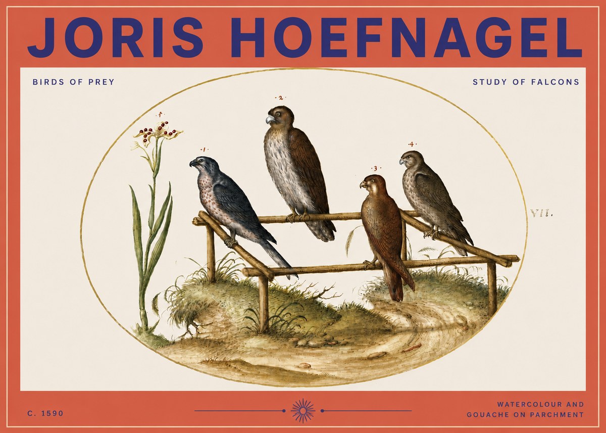 Joris Hoefnagel Study of Falcons No3 - Poster