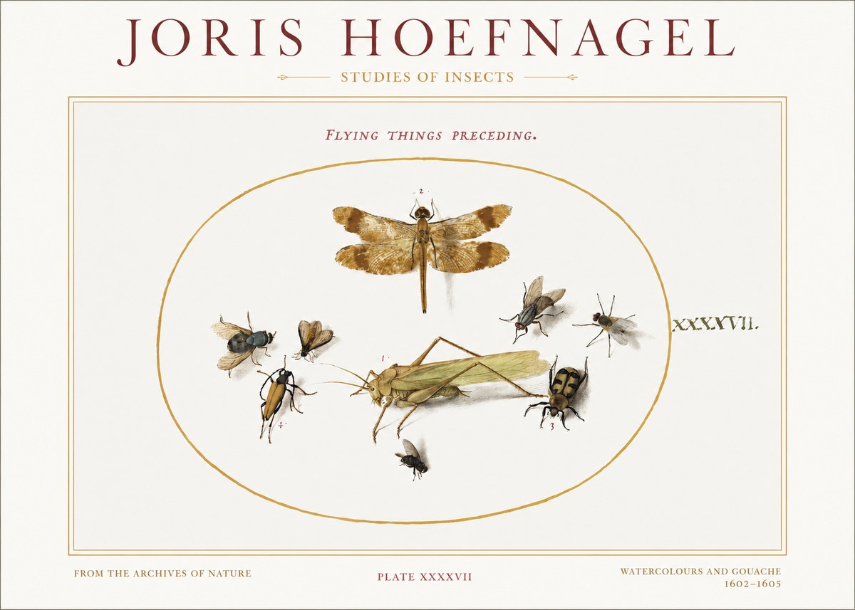 Joris Hoefnagel Flying Things Preceding. No1 - Poster