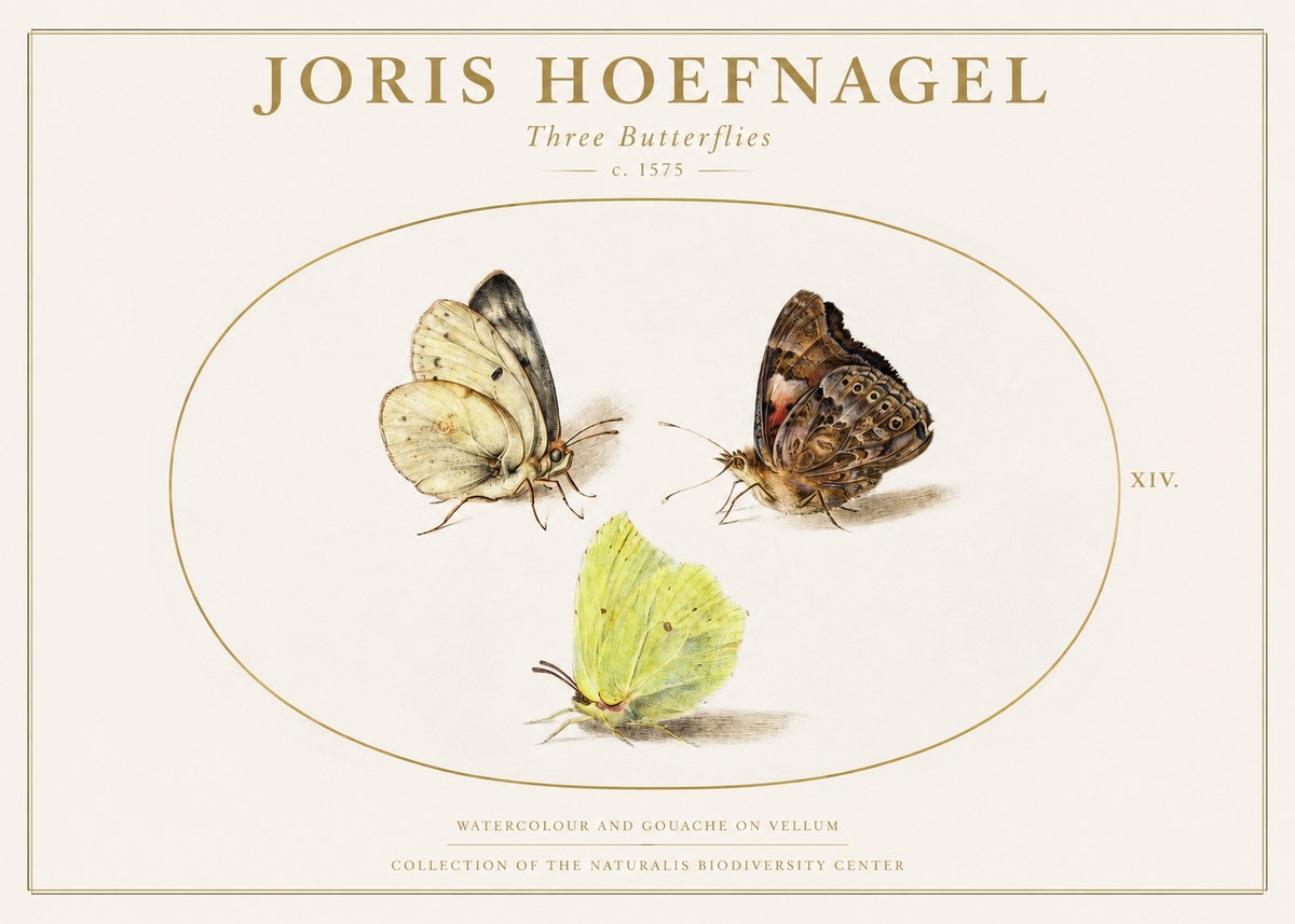 Joris Hoefnagel Three Butterflies II No1 - Poster