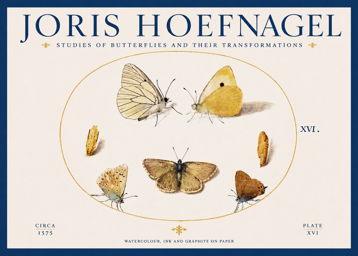 Joris Hoefnagel Studies of Butterflies and Their Transformations No2 - Poster