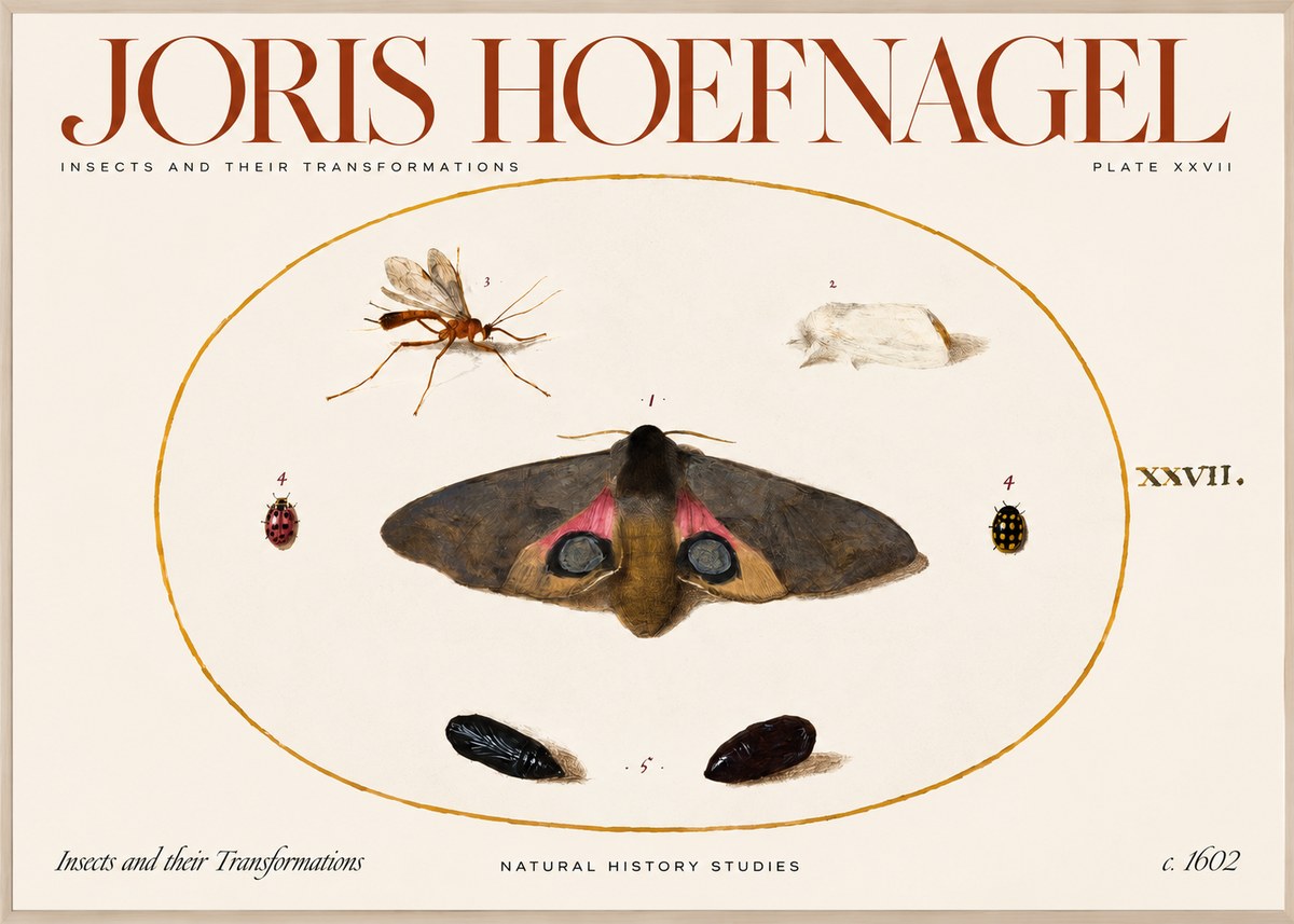 Joris Hoefnagel Insects and Their Transformations - Plate Xxvii No2 - Poster