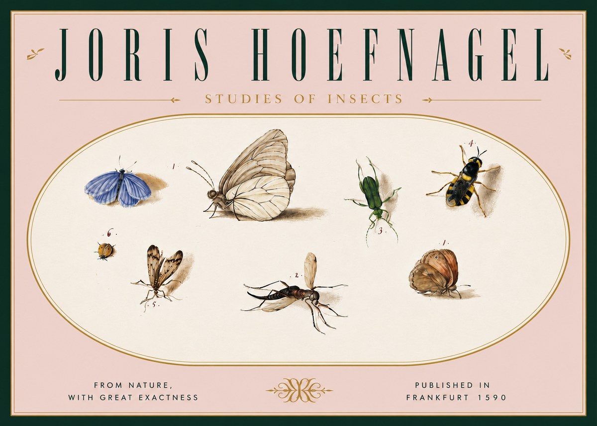 Joris Hoefnagel Studies of Insects V No6 - Poster